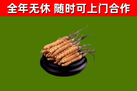 南涧回收散虫草