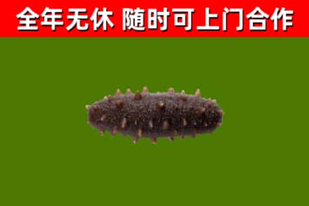 南涧回收海参干